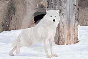 Wild alaskan tundra wolf. Canis lupus arctos. Polar wolf or white wolf.