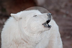 Wild alaskan tundra wolf is howling in response to other wolves. Canis lupus arctos. Animals in wildlife.