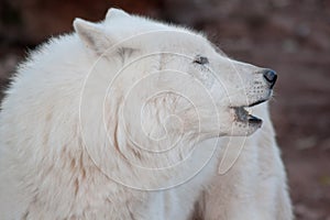 Wild alaskan tundra wolf is howling in response to other wolves. Canis lupus arctos. Polar wolf or white wolf.