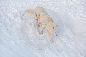 Wild alaskan tundra wolf is running on a white snow. Canis lupus arctos. Polar wolf or white wolf