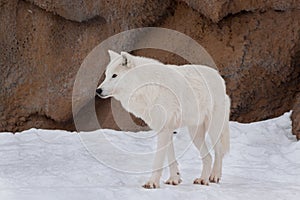 Wild alaskan tundra wolf is walking on white snow. Animals in wildlife. Canis lupus arctos.