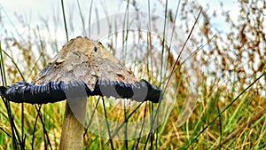 Wild Alberta Horse Mushroom