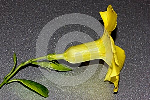 Wild Allamanda, Yellow Mandevilla, Pentalinon luteum, formerly Urechites lutea