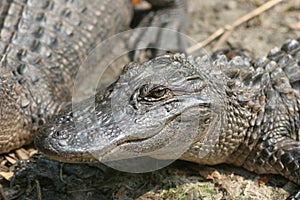 Wild Alligator