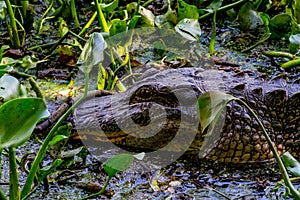 A Wild Alligator (Alligator mississippiensis) Lurking in the Tangled Vines of the Swamps of Brazos Bend