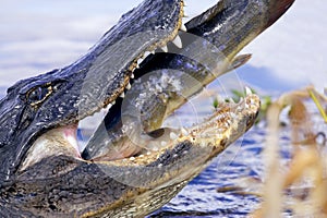 Wild alligator eating catfish