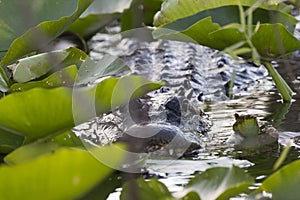 Wild Alligator in Everglades National Park