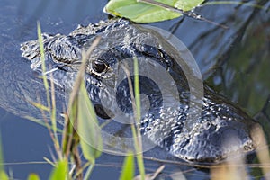 Wild Alligator in Everglades National Park