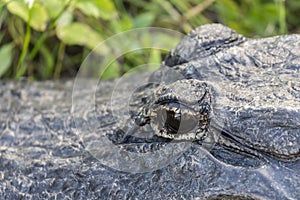 Wild Alligator in Everglades National Park