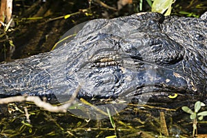 Wild Alligator in Everglades National Park