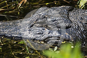 Wild Alligator in Everglades National Park