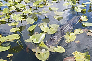 Wild Alligator in Everglades National Park