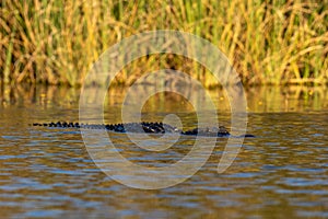 a wild alligator swimming quietly, at Everglades National Park