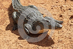 Wild alligator waiting