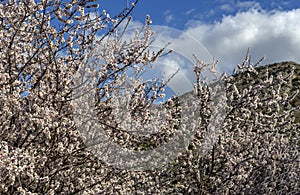 The wild almond tree blooms in the mountains