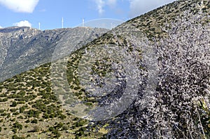 The wild almond tree blooms in the mountains