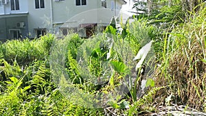 Wild alocasia elephant ear leafy plant