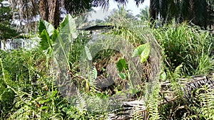 Wild alocasia elephant ear leafy plant