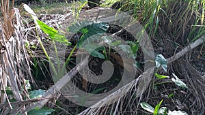 Wild alocasia elephant ear leafy plant