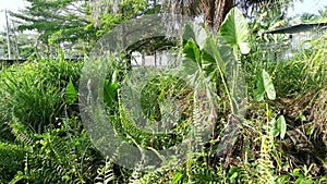 Wild alocasia elephant ear leafy plant