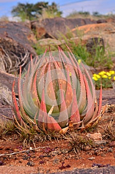 Wild aloe plant in rocky African landscape