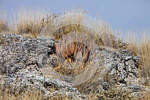 Wild aloe plant in the rocky African landscape