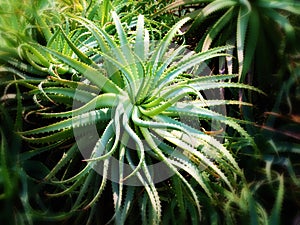 Wild Aloe Vera