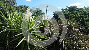 Wild Aloe Vera With Flowers