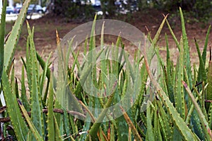 Wild aloe vera growing in florida