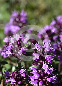 Wild alpine flowers