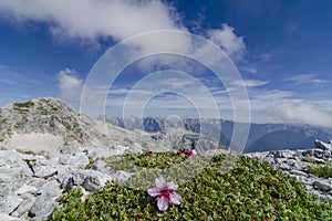 Wild alpine flowers blooming high at the mountain top