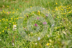 wild alpine flowers blooming in a meadow in alpine mountain