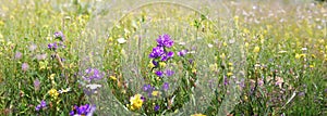 wild alpine flowers blooming in a meadow