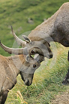 Wild alpine ibex - steinbock fight