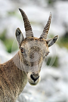 Wild alpine ibex - steinbock portrait