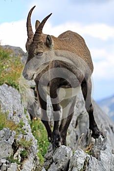 Wild alpine ibex - steinbock portrait