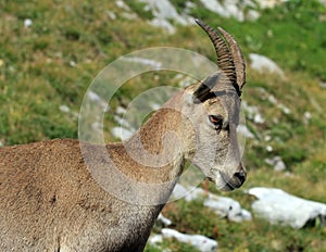 Wild alpine ibex - steinbock portrait