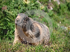 Wild Alpine marmot, Saas-Fee, Switzerland, Europe