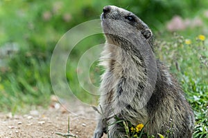 Wild Alpine marmots, Saas-Fee, Switzerland, Europe