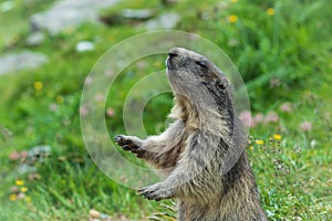 Wild Alpine marmots, Saas-Fee, Switzerland, Europe