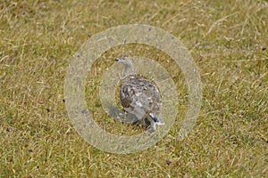 Wild Alps, fine art portrait of the rock ptarmigan female, Lagopus muta, grass background