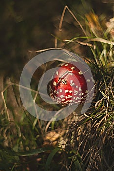 Wild amanita muscaria