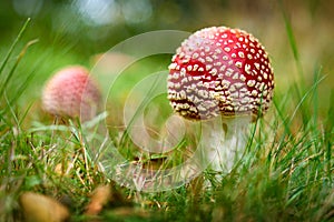 Wild Amanita Muscaria Mushroom in Autumn