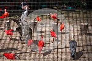 Wild Amazon Rainforest bird Scarlet Ibis, Eudocimus ruber, wild tropical bird of Brazil isolated in the forest in Parque das Aves