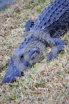 Wild American Alligator