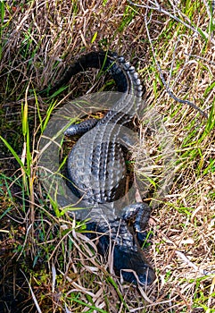 A wild American Alligator (Alligator mississippiensis) slowly and quietly swims across