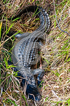 A wild American Alligator (Alligator mississippiensis) slowly and quietly swims across