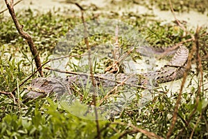 Wild American Alligator Alligator Mississippiensis submerged a
