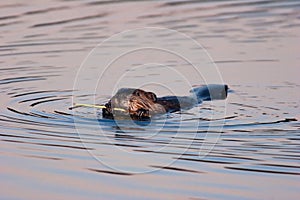 Wild American Beaver Eating Bark In Twilight