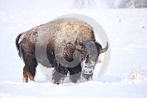 Wild American Bison covered in snow vertical portrait